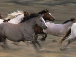 Running-Horses-Herd-Mustangs-Horse-At-Run-Free-462589-1024x768