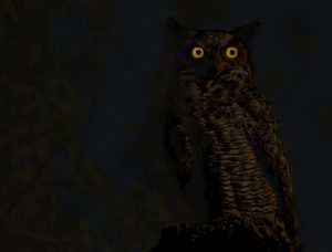 great-horned-owl-night_